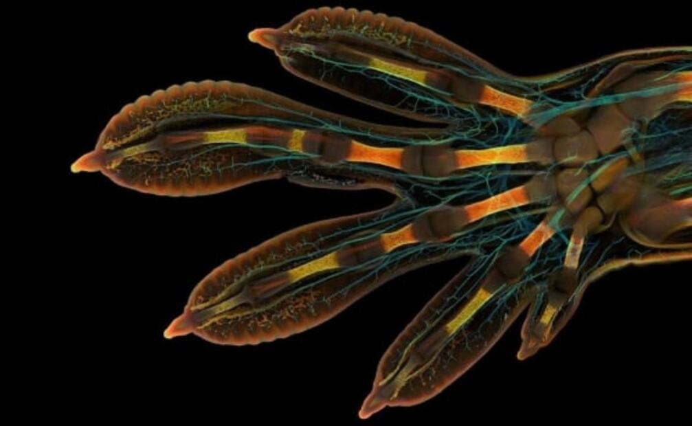 Impresionantes fotografías captan la belleza de "mundos pequeños"