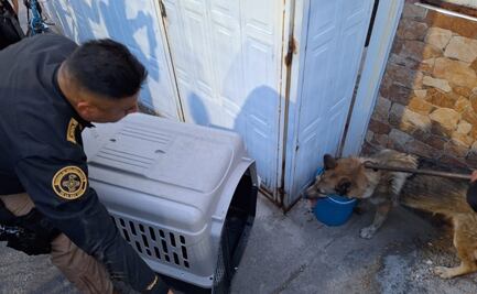 FOTOS Y VIDEO: Capturan a lobo en calles de San Juan de Aragón; es trasladado a Profepa para determinar su especie