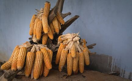 Comisiones del Senado avalan prohibición de maíz transgénico; propuesta pasa al Pleno para ser votada