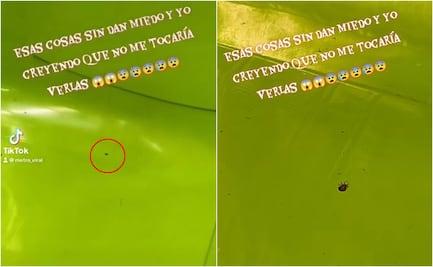 Metro de CDMX: captan chinche en asiento de Línea 9 y video causa pánico en TikTok