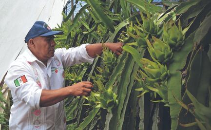 Pitahaya, la fruta del dragón; es esperanza para el campo en Oaxaca