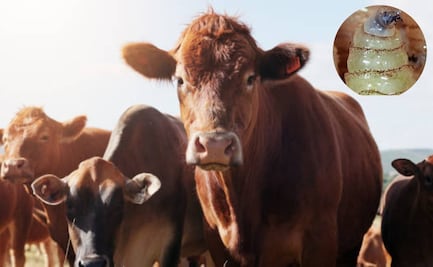 Vigilan 941 casos de gusano barrenador en México a un año del brote; contienen plaga en el sur–sureste, informa Senasica