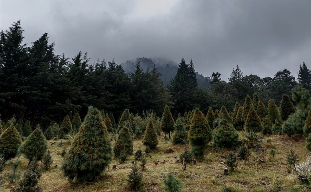 “Es muy bonito esto, es muy pesado el trabajo, pero nos gusta y es muy noble. Hay que trabajar todo el año para solo tener un mes de venta pero es un trabajo muy honorable en mi opinión”, dijo César, productor de Tlalpan. Foto: Yaretzi M. Osnaya/EL UNIVERSAL