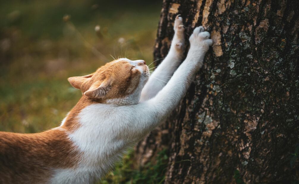 Rascar es un comportamiento natural de los gatos, pero puedes minimizar el daño en tu casa. Foto: Canva