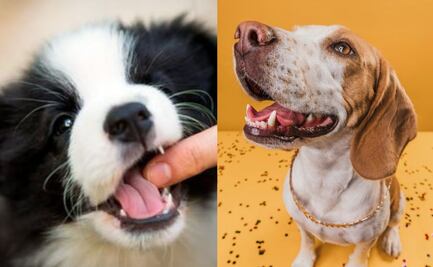 Descubre los motivos por el que tu cachorro te muerde cuando lo acaricias, según educador canino