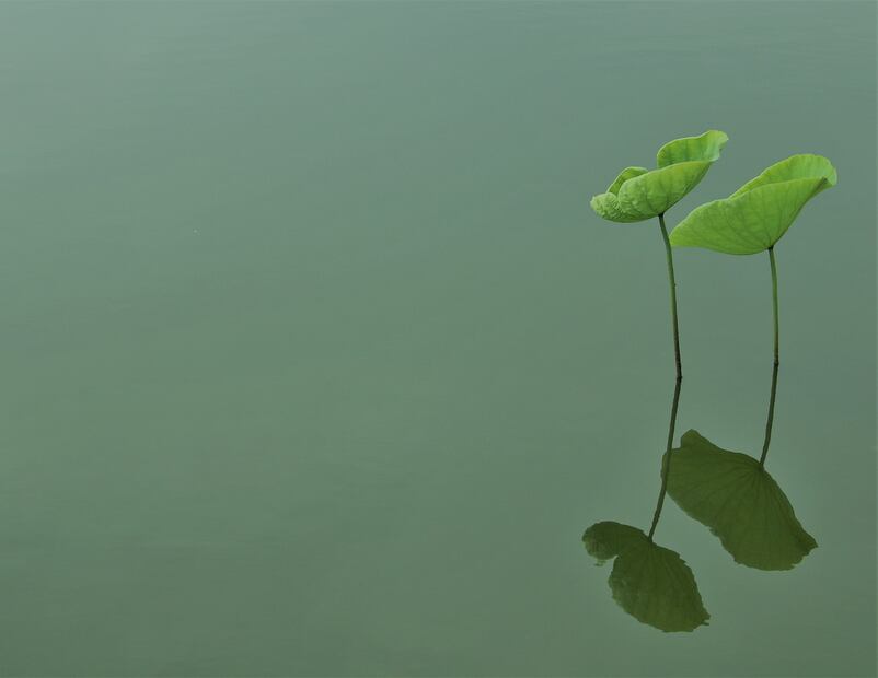 Hoja de sen y estreñimiento. Fuente: Pixabay