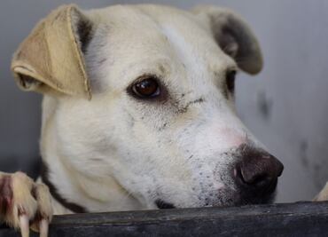 Día del Perro sin Raza: 5 razones para adoptar un perrito mestizo