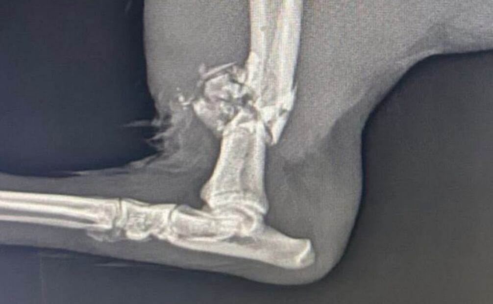 Pata herida del perro (17/07/2025). Foto: Especial