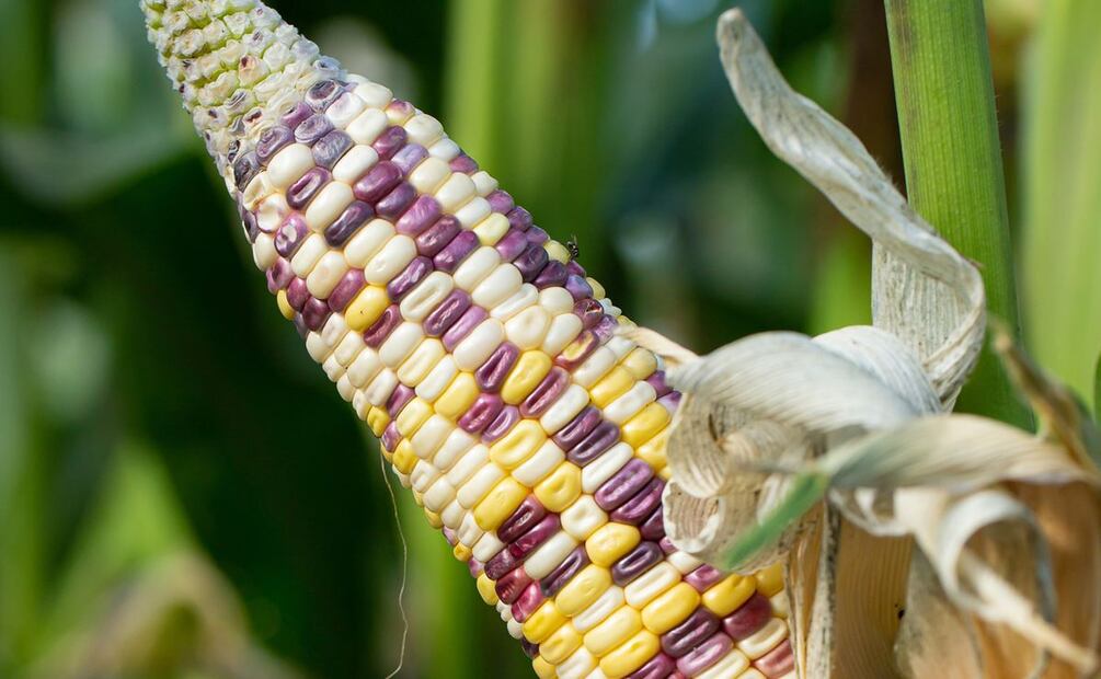 Clasificación del maíz en México. Foto: iStock
