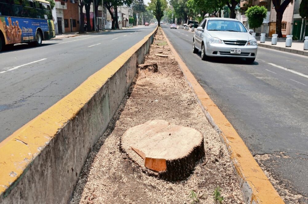 Los colonos explican que se han reunido con autoridades de la PAOT para pedir su intervención y que los árboles sólo sean podados de sus copas para permitir el libre paso de las unidades de doble piso por la zona. (GERARDO SUÁREZ. EL UNIVERSAL)