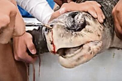 Popotes, 49 mil toneladas de basura al año