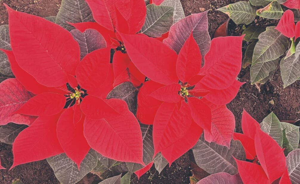 Guadalupe Muñoz, encargada del vivero Coplant, señala en entrevista que la planta de nochebuena les llega desde Cuautla, Morelos, con 40% de crecimiento, y ellos se encargan del otro 60%. Fotos: de Paola Gamboa