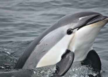 Mexico to protect the vaquita in bid to save the endangered species