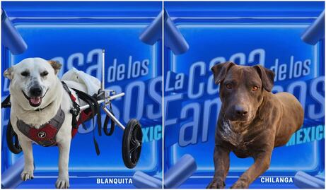 Al estilo La Casa de los Famosos, refugio “nomina” a perritos para encontrar una familia