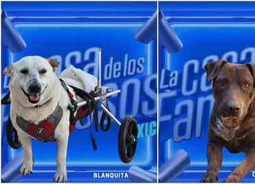 Al estilo La Casa de los Famosos, refugio “nomina” a perritos para encontrar una familia