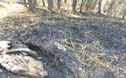 Se queman 7 hectáreas de bosque en Naucalpan