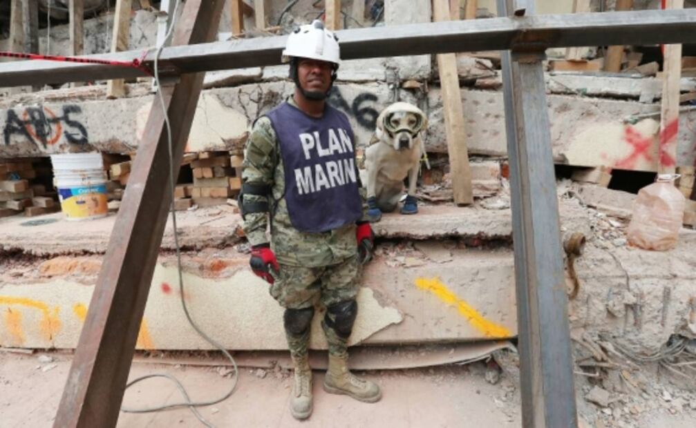 Frida: “símbolo de esperanza e inspiración”; así fue la vida de la perrita rescatista