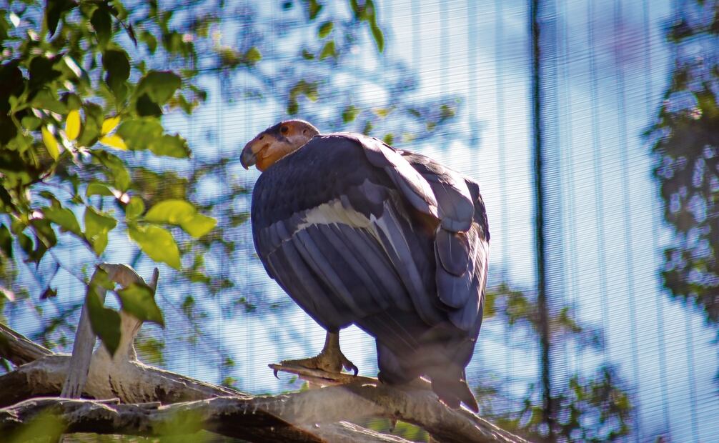 El cóndor de California es el programa estrella del centro de conservación,
pues es el único en México que tiene la especie bajo su cuidado. Foto: Luis Camacho / EL UNIVERSAL