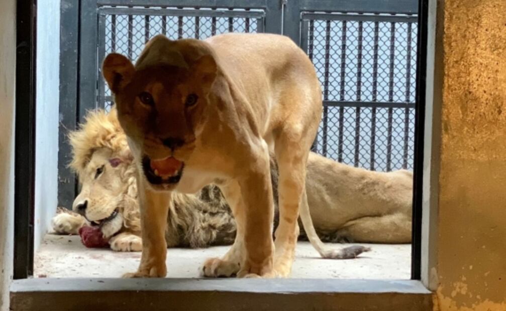 Felinos y primates llegan al Zoológico de Chapultepec tras ser rescatados de santuario en Tlalpan 
