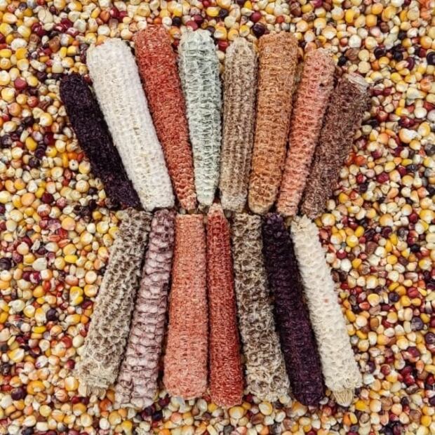 Cómo identificar una tortilla pirata y cuáles son los riesgos de consumirlas