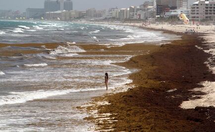 ¿Qué es el sargazo y por qué puede causar un desastre ecológico?