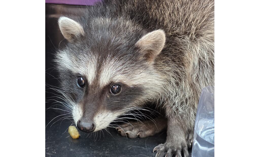 El mapache fue encontrado en el Mercado Olivar del Conde tras un reporte ciudadano (16/05/2025). Foto: Especial