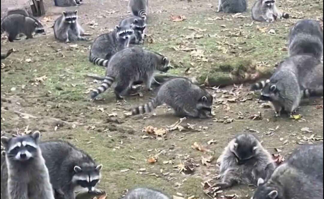 Mapaches invaden hogar de mujer que los alimentó por 35 años. Foto: captura de pantalla