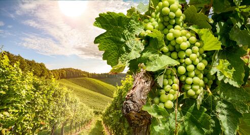 Estiria y su fabuloso Sauvignon Blanc 