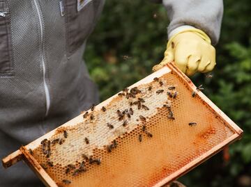 Este es el paso a paso para recolectar miel de abeja directo de su colmena