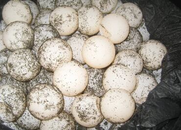 Rescatan 417 huevos de tortuga en Tecomán, Colima