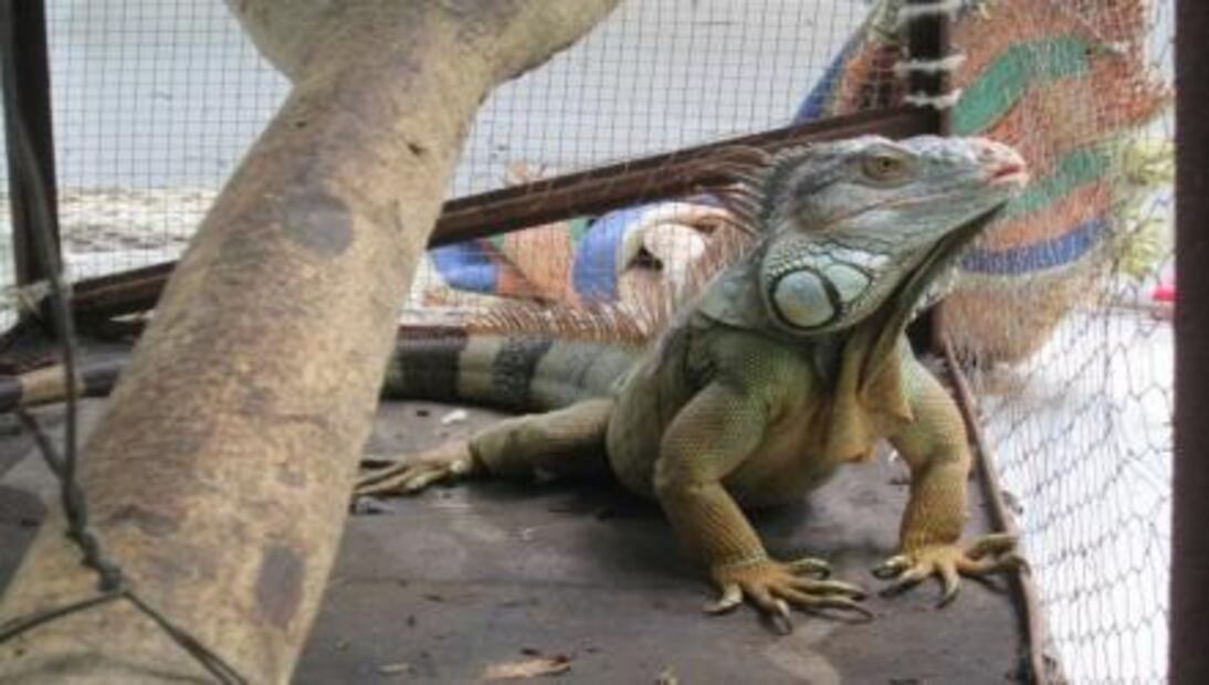 Captura Profepa cocodrilo de rio en Guerrero