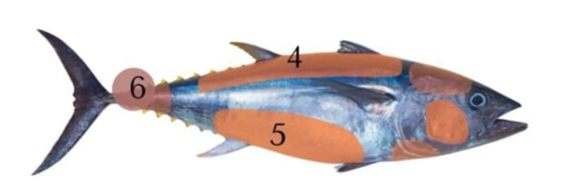Ronqueo de atún: conoce los cortes más apreciados 