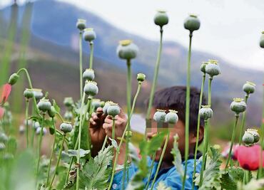 Congreso de Guerrero envía al Senado iniciativa para legalizar amapola