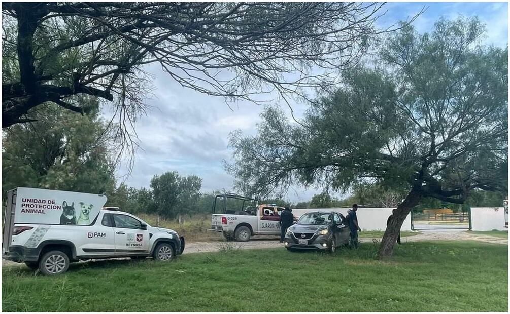 Trasladan a “Tita“, tigresa rescatada en un operativo en Sinaloa. Foto: Archivo