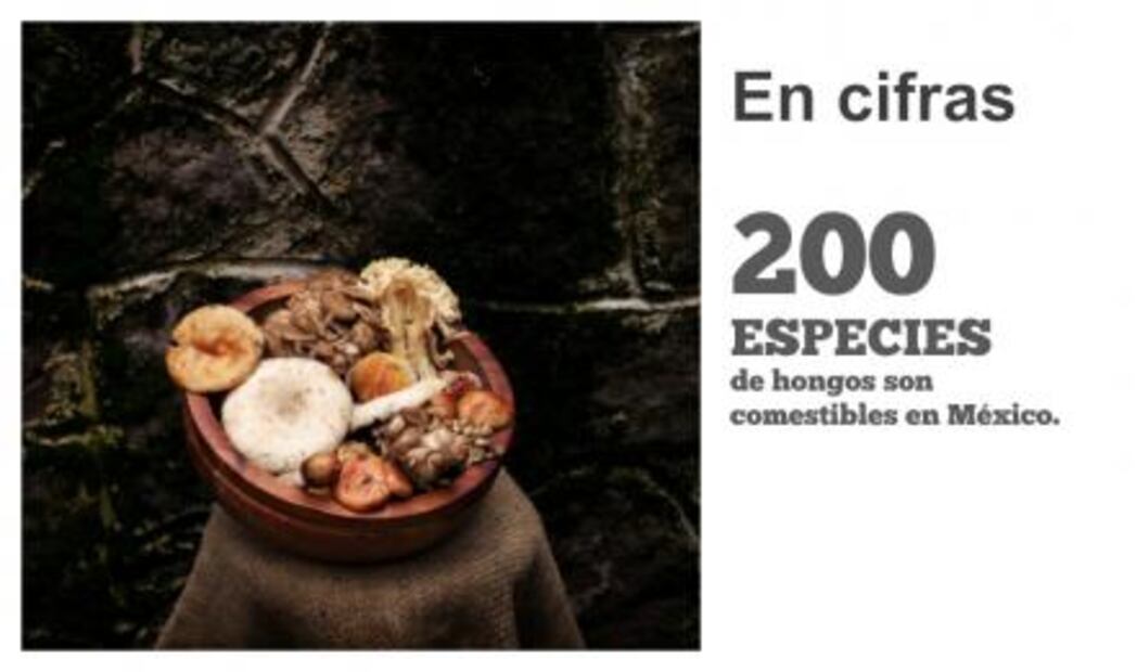 El reino de los hongos