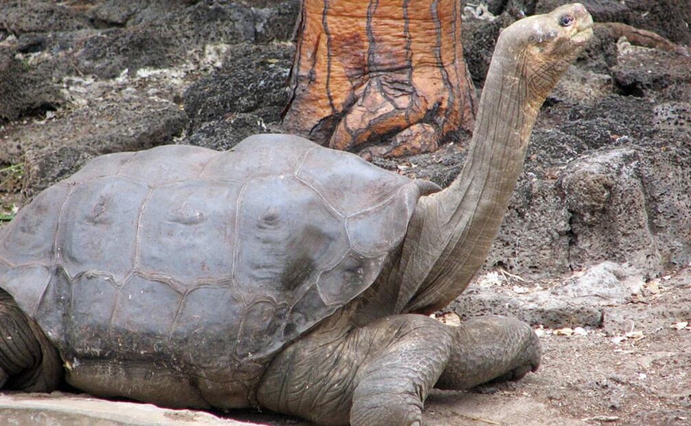 Solitario George en diciembre del 2006. El equipo que buscó al quelonio en 1971 también se topó con el cadáver de otra tortuga endémica, asesinada con un machete. La presencia no controlada de humanos es otra amenaza, quizá de las más dañinas para las especies. Foto: Mike Weston/Wikimedia Commons.