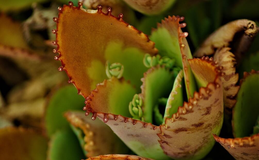 Las hojas del kalanchoe producen pequeñas plántulas, lo que le da el nombre de "madre de miles". Foto: Pixabay