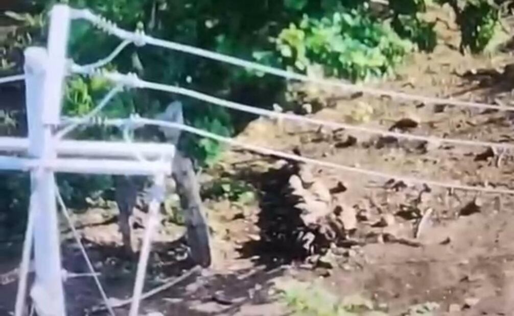 Cuerpos calcinados de tres de los sujetos que manipulaban el artefacto explosivo (22/07/2025). Foto: Especial