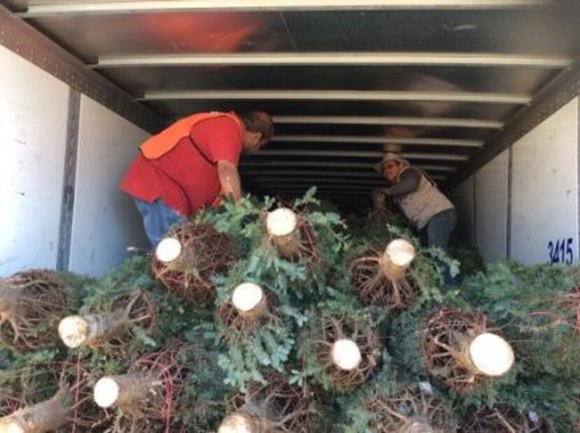 Profepa impide acceso de 2 mil 135 árboles de Navidad de EU por traer insectos vivos