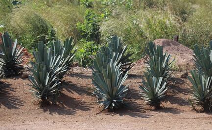 La Ruta de la Raicilla, el destilado de moda en Jalisco y Nayarit