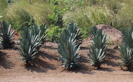 La Ruta de la Raicilla, el destilado de moda en Jalisco y Nayarit