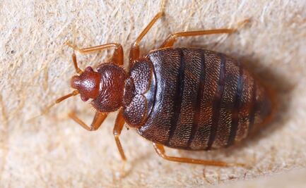 ¿Las chinches son sinónimo de mala higiene? Mitos y realidades