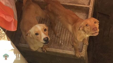 Perros abandonados cometen “canibalismo” en Veracruz