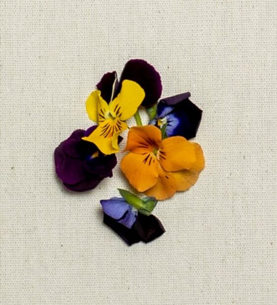 A esto saben las flores y los brotes cuando cocinas con ellos
