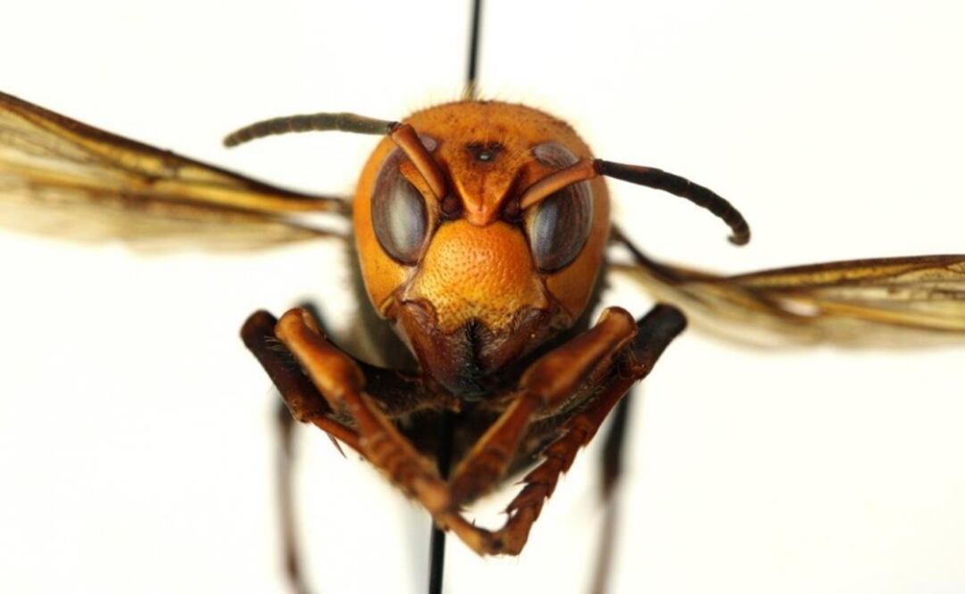 It is still unknown how these insects arrived in North America - Photo: Taken from the Washington State Department of Africulture's website