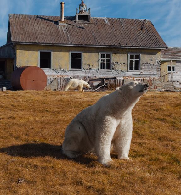 Miembros de la manada de osos tomando el sol en el perímetro de la antigua estación de investigación científica. Foto: Instagram @makhorov