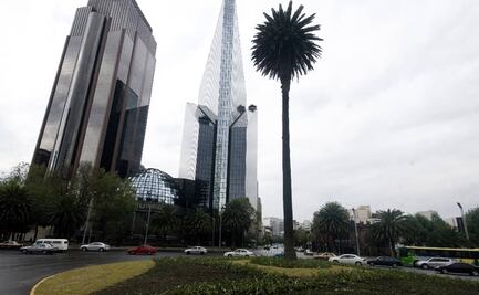 El adiós a la Palma de Reforma, un añejo ícono de la CDMX
