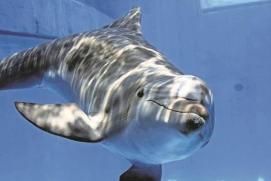Delfines salvarán a “vaquita marina”