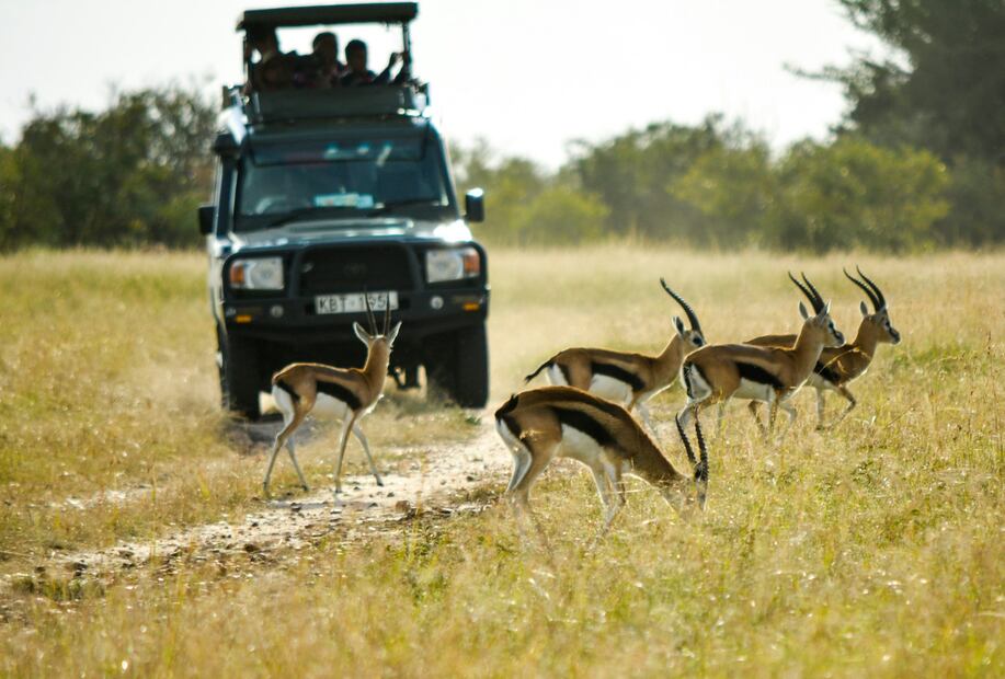 En Africam Safari podrás conocer a un gran número de animales al aire libre. Foto: Unsplash