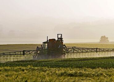 Juez niega a privados eliminar prohibiciones para maíz transgénico y glifosato